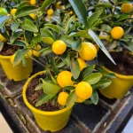 Kalamondyna - Drzewko cytrusowe (Citrofortunella microcarpa) 30cm