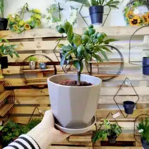 Kalamondyna - Drzewko cytrusowe (Citrofortunella microcarpa) 30cm