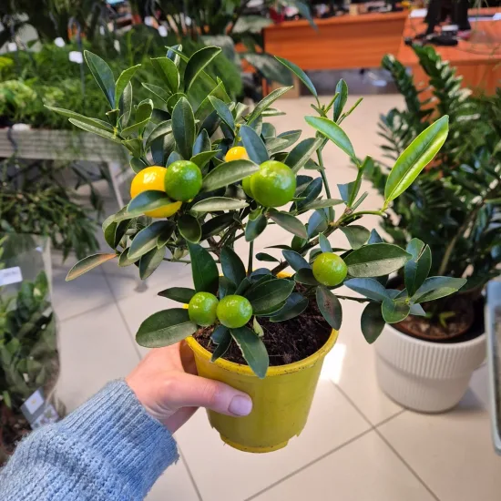 Kalamondyna - Drzewko cytrusowe (Citrofortunella microcarpa) 30cm