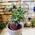 Kalamondyna - Drzewko cytrusowe (Citrofortunella microcarpa) 30cm