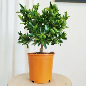 Kalamondyna - Drzewko cytrusowe (Citrofortunella microcarpa) 45cm