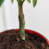 Kalamondyna – Drzewko cytrusowe (Citrofortunella microcarpa) 25-30cm