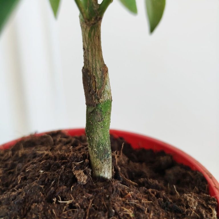 Kalamondyna - Drzewko cytrusowe (Citrofortunella microcarpa) 30cm