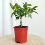 Kalamondyna - Drzewko cytrusowe (Citrofortunella microcarpa) 30cm