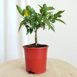 Kalamondyna - Drzewko cytrusowe (Citrofortunella microcarpa) 30cm
