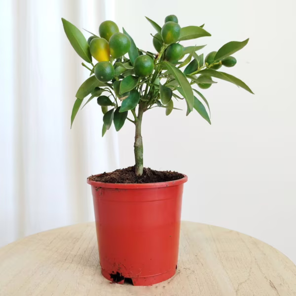 Kalamondyna - Drzewko cytrusowe (Citrofortunella microcarpa) 30cm