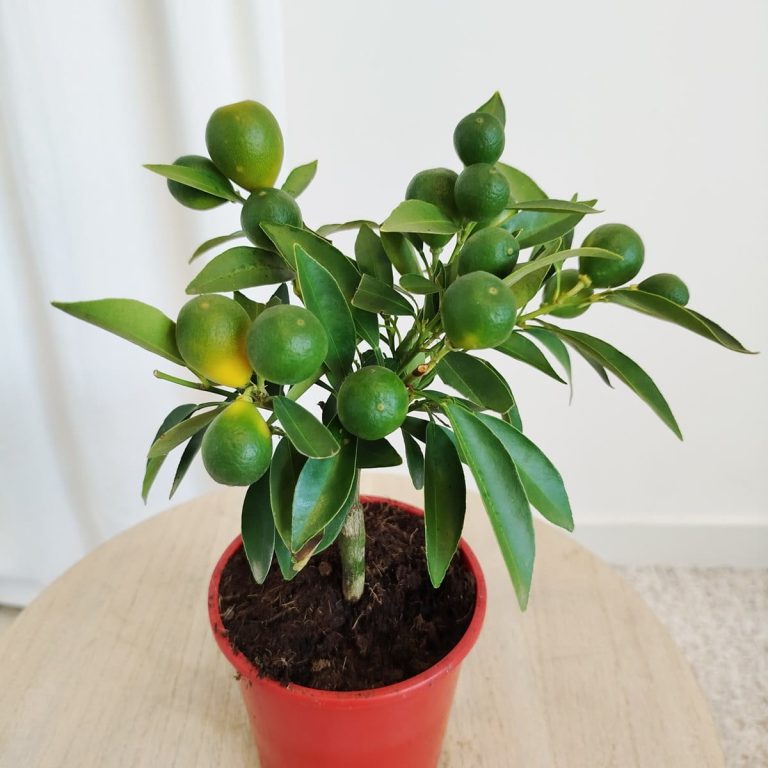 Kalamondyna - Drzewko cytrusowe (Citrofortunella microcarpa) 30cm