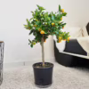 Kalamondyna, drzewko cytrusowe (Citrofortunella) 60-65cm