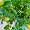 Kalamondyna, drzewko cytrusowe (Citrofortunella) 60-65cm
