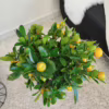Kalamondyna, drzewko cytrusowe (Citrofortunella) 60-65cm