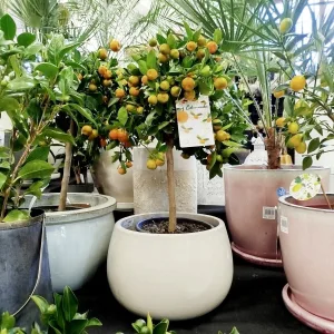Kalamondyna, drzewko cytrusowe (Citrofortunella) 60cm