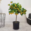 Kalamondyna, drzewko cytrusowe (Citrofortunella) 60-65cm