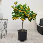 Kalamondyna, drzewko cytrusowe (Citrofortunella) 60cm