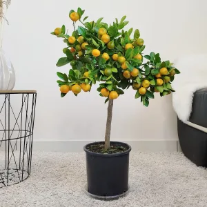 Kalamondyna, drzewko cytrusowe (Citrofortunella) 60cm