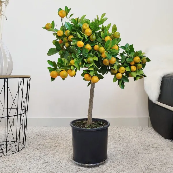 Kalamondyna, drzewko cytrusowe (Citrofortunella) 60cm