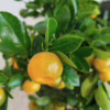 Kalamondyna, drzewko cytrusowe (Citrofortunella) 60-65cm