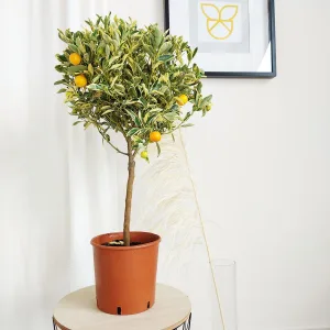 Kalamondyna - variegata - Drzewko cytrusowe (Citrus Fortunella Margarita) 75cm