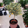 Kalamondyna – variegata – Drzewko cytrusowe (Citrus Fortunella Margarita) 70-75cm