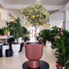 Kalamondyna – variegata – Drzewko cytrusowe (Citrus Fortunella Margarita) 70-75cm