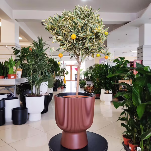 Kalamondyna - variegata - Drzewko cytrusowe (Citrus Fortunella Margarita) 70-75cm