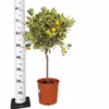 Kalamondyna – variegata – Drzewko cytrusowe (Citrus Fortunella Margarita) 70-75cm