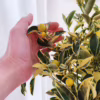 Kalamondyna – variegata – Drzewko cytrusowe (Citrus Fortunella Margarita) 70-75cm