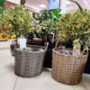 Kalamondyna – variegata – Drzewko cytrusowe (Citrus Fortunella Margarita) 70-75cm