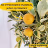 Kalamondyna – variegata – Drzewko cytrusowe (Citrus Fortunella Margarita) 70-75cm