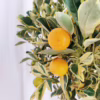 Kalamondyna – variegata – Drzewko cytrusowe (Citrus Fortunella Margarita) 70-75cm