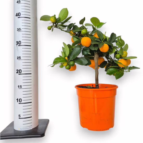 Kalamondyna - Drzewko cytrusowe (Citrofortunella microcarpa) 30-40cm