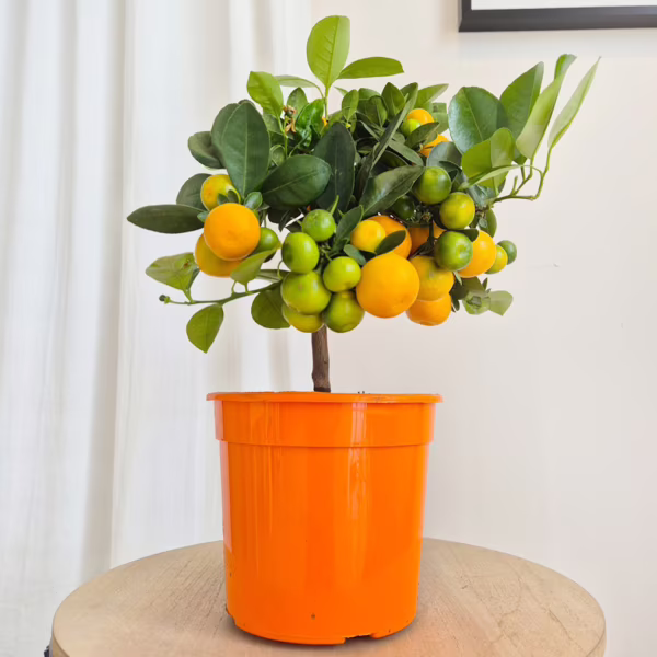 Kalamondyna - Drzewko cytrusowe (Citrofortunella microcarpa) 30-40cm