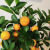 Kalamondyna – drzewko cytrusowe (Citrofortunella) 65-70cm