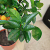 Kalamondyna – drzewko cytrusowe (Citrofortunella) 65-70cm