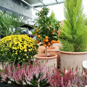 Kalamondyna - drzewko cytrusowe (Citrofortunella) 70cm