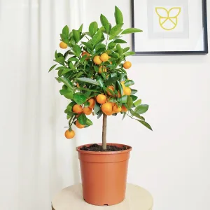 Kalamondyna - drzewko cytrusowe (Citrofortunella) 70cm