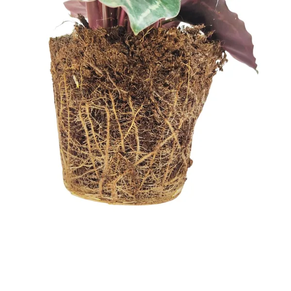 Kalatea (Calathea roseopicta 'Medallion') 60cm