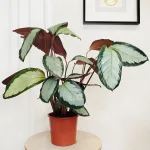 Kalatea (Calathea picturata 'Argentea') 60cm