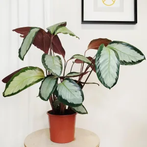 Kalatea (Calathea picturata 'Argentea') 60cm