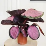Kalatea (Calathea picturata 'Crimson') 40cm