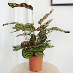 Kalatea makoyana (Calathea 'Makoyana') 50cm