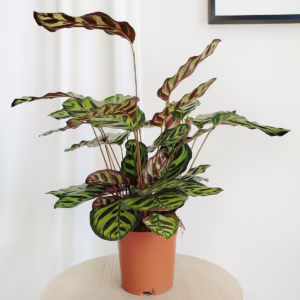 Kalatea makoyana (Calathea 'Makoyana') 45-50cm