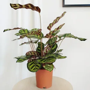 Kalatea makoyana (Calathea 'Makoyana') 50cm