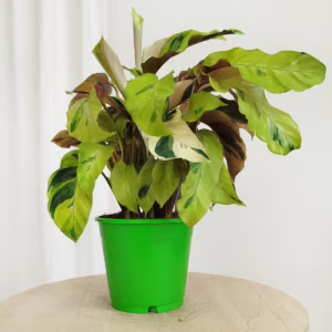 Kalatea (Calathea lietzei 'Yellow Fusion') 30-40cm
