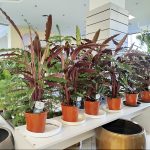 Kalatea falistolistna (Calathea rufibarba) 80cm