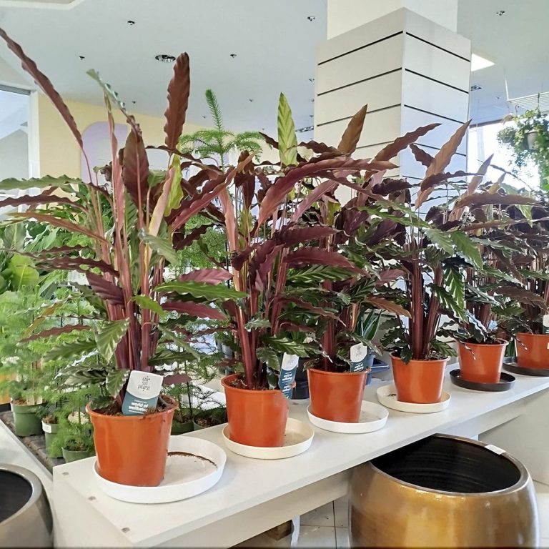 Kalatea falistolistna (Calathea rufibarba) 80cm