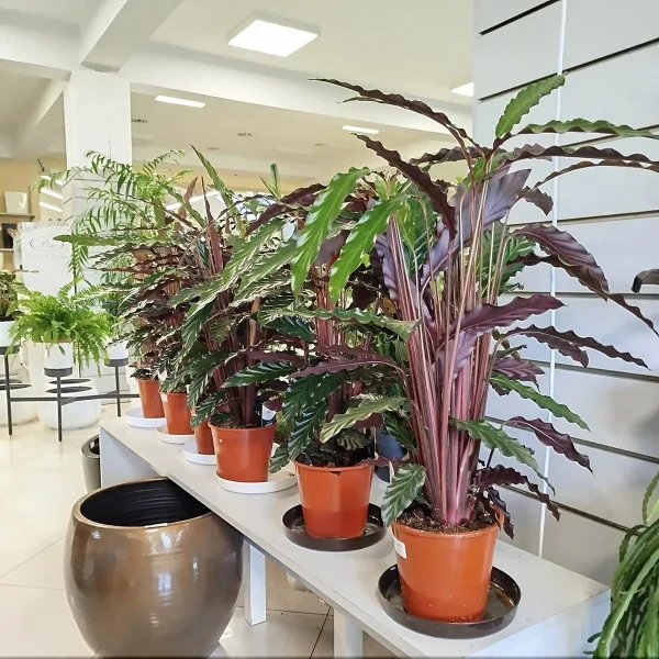 Kalatea falistolistna (Calathea rufibarba) 80cm