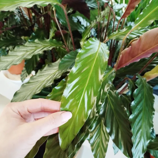 Kalatea falistolistna (Calathea rufibarba) 80cm