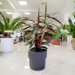 Kalatea falistolistna (Calathea rufibarba) 80cm