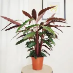 Kalatea falistolistna (Calathea rufibarba) 80cm