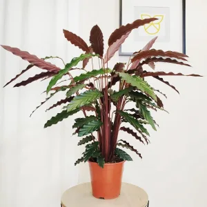 Kalatea falistolistna (Calathea rufibarba) 80cm